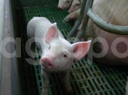 Здоровый поросёнок - хороший старт