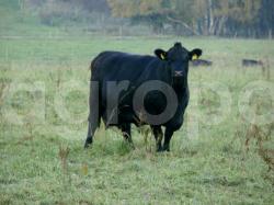 Абердин-Ангус на пастбище в Чехии
